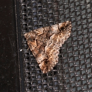 Gastrina cristaria at Higgins, ACT - Yesterday by AlisonMilton