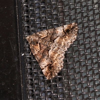 Gastrina cristaria (Wave-lined Geometrid) at Higgins, ACT - 25 Nov 2025 by AlisonMilton