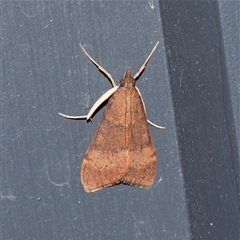 Uresiphita ornithopteralis (Tree Lucerne Moth) at Higgins, ACT - 26 Nov 2025 by AlisonMilton