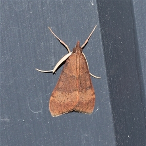 Uresiphita ornithopteralis (Tree Lucerne Moth) at Higgins, ACT - Yesterday by AlisonMilton