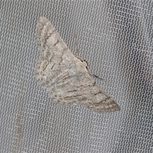 Crypsiphona ocultaria (Red-lined Looper Moth) at Higgins, ACT - Today by AlisonMilton