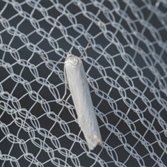Unverified Concealer moth (Oecophoridae) at Higgins, ACT - 26 Nov 2025 by AlisonMilton