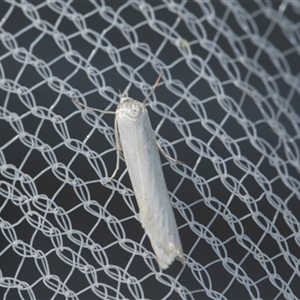Unverified Concealer moth (Oecophoridae) at Higgins, ACT - Yesterday by AlisonMilton