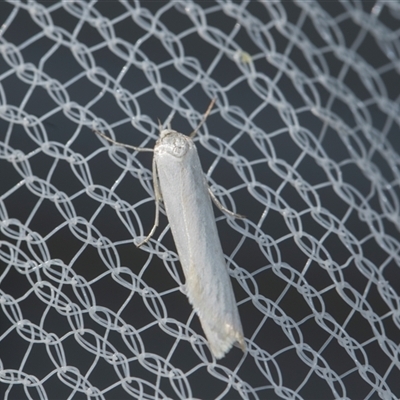 Unverified Concealer moth (Oecophoridae) at Higgins, ACT - 26 Nov 2025 by AlisonMilton