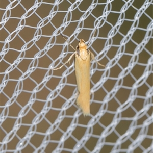 Philobota protecta (A concealer moth) at Higgins, ACT - 25 Nov 2025 by AlisonMilton