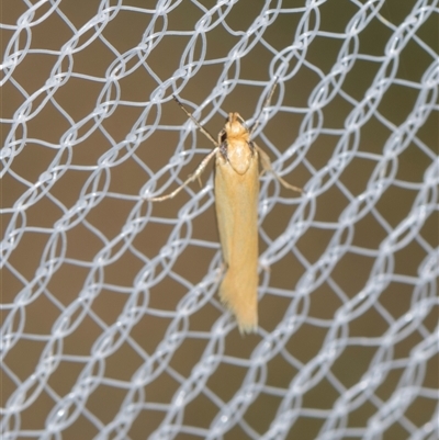Philobota protecta (A concealer moth) at Higgins, ACT - 25 Nov 2025 by AlisonMilton