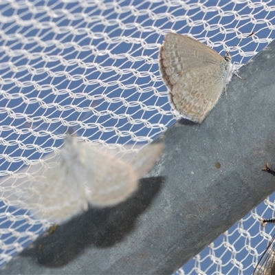 Zizina otis (Common Grass-Blue) at Higgins, ACT - 25 Nov 2025 by AlisonMilton