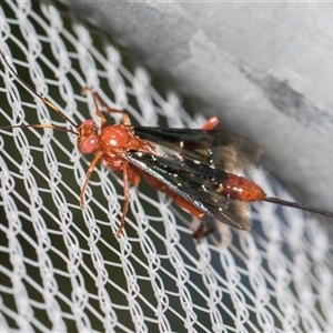 Lissopimpla excelsa (Orchid dupe wasp, Dusky-winged Ichneumonid) at Higgins, ACT - 25 Nov 2025 by AlisonMilton