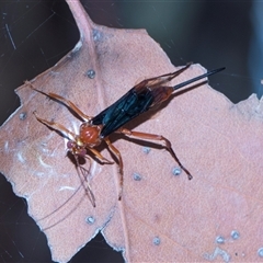 Unverified Parasitic wasp (numerous families) at Gungahlin, ACT - 24 Nov 2025 by AlisonMilton