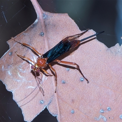 Unverified Parasitic wasp (numerous families) at Gungahlin, ACT - 24 Nov 2025 by AlisonMilton
