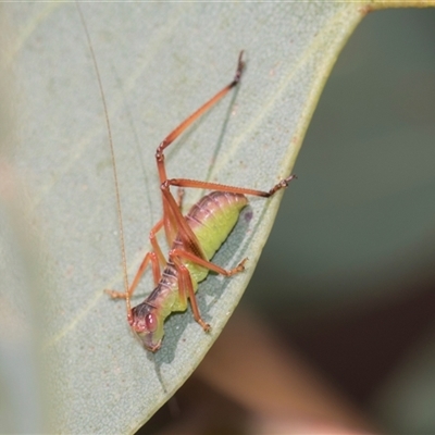 Torbia viridissima (Gum Leaf Katydid) at Gungahlin, ACT - 24 Nov 2025 by AlisonMilton