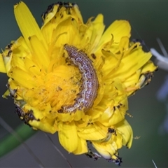 Heliothinae (subfamily) (Budworm) at Gungahlin, ACT - 24 Nov 2025 by AlisonMilton