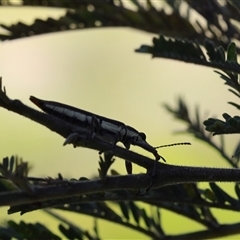 Rhinotia sp. (genus) (Unidentified Rhinotia weevil) at Lyons, ACT - 26 Nov 2025 by ran452