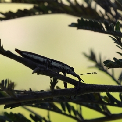Rhinotia sp. (genus) (Unidentified Rhinotia weevil) at Lyons, ACT - 26 Nov 2025 by ran452