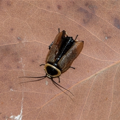 Ellipsidion australe at Gungahlin, ACT - 24 Nov 2025 by AlisonMilton