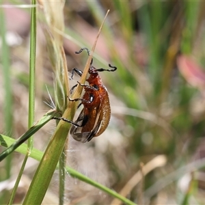 Ecnolagria grandis (Honeybrown beetle) at Lyons, ACT - Today by ran452