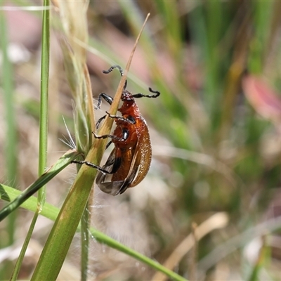 Ecnolagria grandis (Honeybrown beetle) at Lyons, ACT - 26 Nov 2025 by ran452