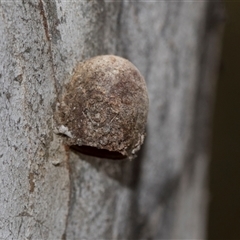 Doratifera (genus) (Cup Moth) at Gungahlin, ACT - 24 Nov 2025 by AlisonMilton