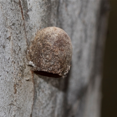 Doratifera (genus) (Cup Moth) at Gungahlin, ACT - 24 Nov 2025 by AlisonMilton