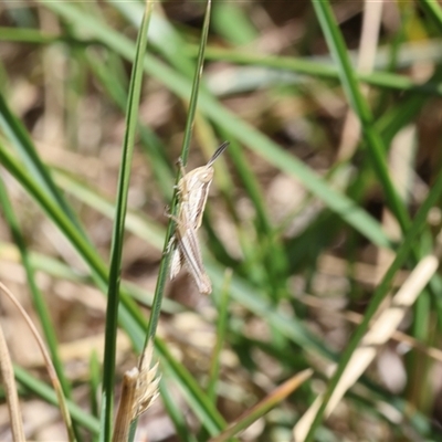 Unverified Grasshopper, Cricket or Katydid (Orthoptera) at Lyons, ACT - 26 Nov 2025 by ran452