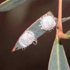 Glycaspis sp. (genus) (Unidentified sugary lerp) at Gungahlin, ACT - 24 Nov 2025 by AlisonMilton