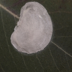 Unverified Psyllid, lerp, aphid or whitefly (Hemiptera, several families) at Gungahlin, ACT - 24 Nov 2025 by AlisonMilton