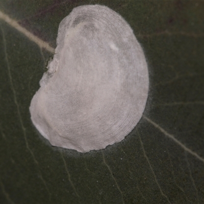 Unverified Psyllid, lerp, aphid or whitefly (Hemiptera, several families) at Gungahlin, ACT - 24 Nov 2025 by AlisonMilton