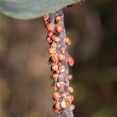 Eriococcus coriaceus (Gumtree Scale) at Gungahlin, ACT - 24 Nov 2025 by AlisonMilton