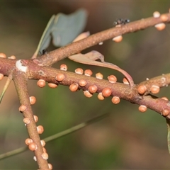 Eriococcus coriaceus (Gumtree Scale) at Gungahlin, ACT - 24 Nov 2025 by AlisonMilton