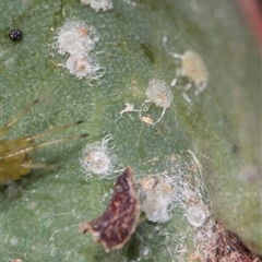 Glycaspis sp. (genus) at Gungahlin, ACT - 24 Nov 2025 by AlisonMilton