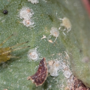 Glycaspis sp. (genus) at Gungahlin, ACT - 24 Nov 2025 by AlisonMilton