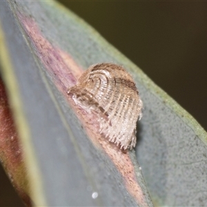 Unverified Psyllid, lerp, aphid or whitefly (Hemiptera, several families) at Gungahlin, ACT - 24 Nov 2025 by AlisonMilton