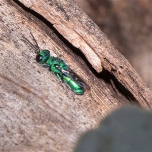 Primeuchroeus sp. (genus) at Gungahlin, ACT - 24 Nov 2025 by AlisonMilton