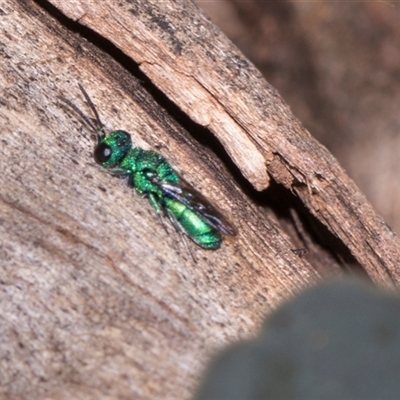 Primeuchroeus sp. (genus) at Gungahlin, ACT - 24 Nov 2025 by AlisonMilton