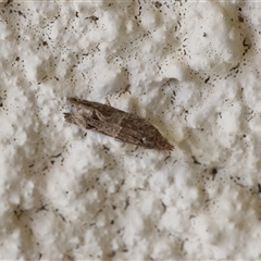 Crocidosema plebejana (Cotton Tipworm Moth) at Lyons, ACT - 26 Nov 2025 by ran452