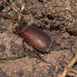 Sericesthis nigrolineata (Dusky pasture scarab) at Higgins, ACT - 23 Nov 2025 by AlisonMilton
