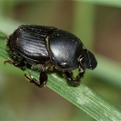 Heteronychus arator (African black beetle) at Higgins, ACT - 23 Nov 2025 by AlisonMilton
