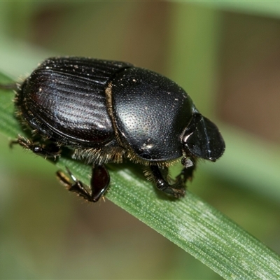 Heteronychus arator (African black beetle) at Higgins, ACT - 23 Nov 2025 by AlisonMilton