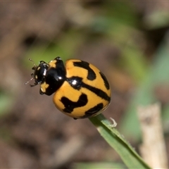 Coccinella transversalis (Transverse Ladybird) at Higgins, ACT - 23 Nov 2025 by AlisonMilton