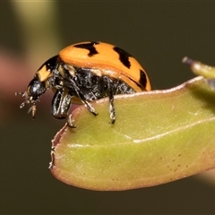 Coccinella transversalis (Transverse Ladybird) at Ngunnawal, ACT - 24 Nov 2025 by AlisonMilton