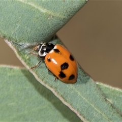 Hippodamia variegata (Spotted Amber Ladybird) at Gungahlin, ACT - 24 Nov 2025 by AlisonMilton