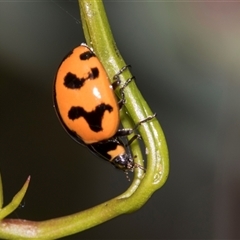 Coccinella transversalis (Transverse Ladybird) at Gungahlin, ACT - 24 Nov 2025 by AlisonMilton