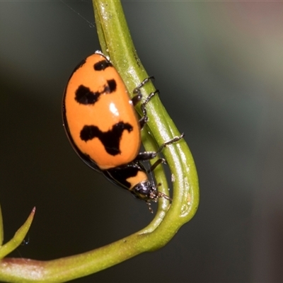 Coccinella transversalis (Transverse Ladybird) at Gungahlin, ACT - 24 Nov 2025 by AlisonMilton