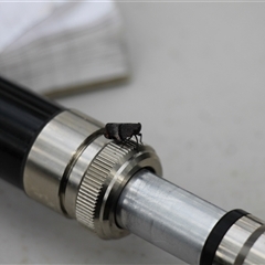 Platybrachys decemmacula (Green-faced gum hopper) at Mount Clear, ACT - 24 Nov 2025 by VanceLawrence