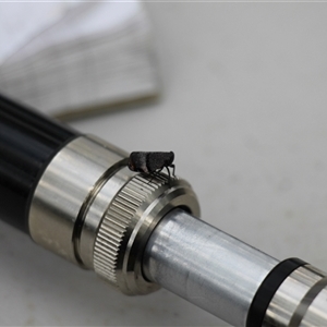 Platybrachys decemmacula (Green-faced gum hopper) at Mount Clear, ACT - 24 Nov 2025 by VanceLawrence