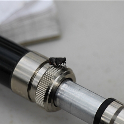 Platybrachys decemmacula (Green-faced gum hopper) at Mount Clear, ACT - 24 Nov 2025 by VanceLawrence