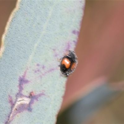 Diomus notescens (Little two-spotted ladybird) at Gungahlin, ACT - 24 Nov 2025 by AlisonMilton