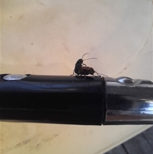 Unverified True bug (Hemiptera, Heteroptera) at Mount Clear, ACT - Yesterday by VanceLawrence