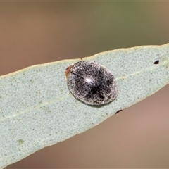 Coccinellidae (family) (Unidentified lady beetle) at Gungahlin, ACT - 24 Nov 2025 by AlisonMilton