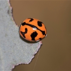 Coccinella transversalis (Transverse Ladybird) at Gungahlin, ACT - 24 Nov 2025 by AlisonMilton